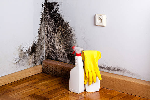 Best Attic Mold Remediation in Apple Valley, CA
