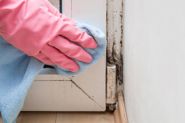 Best Residential Mold Remediation in Apple Valley, CA