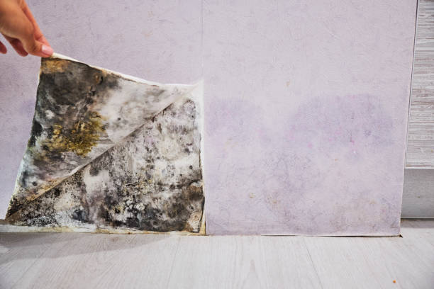 Best White Mold Remediation in Apple Valley, CA